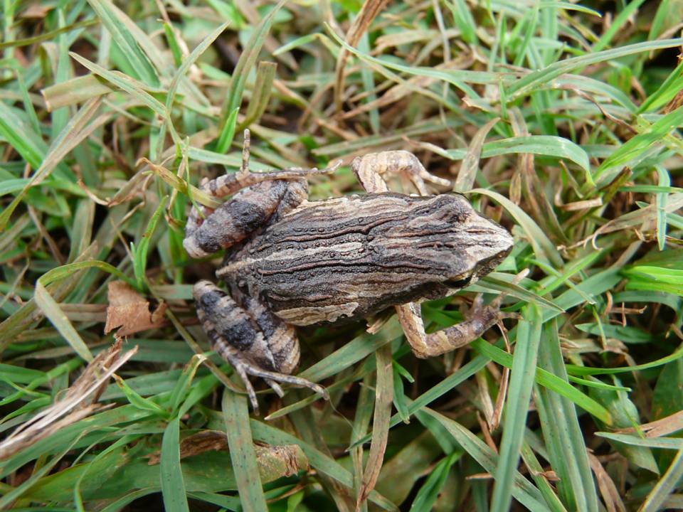 FIGURE 2e FIGURE 2e